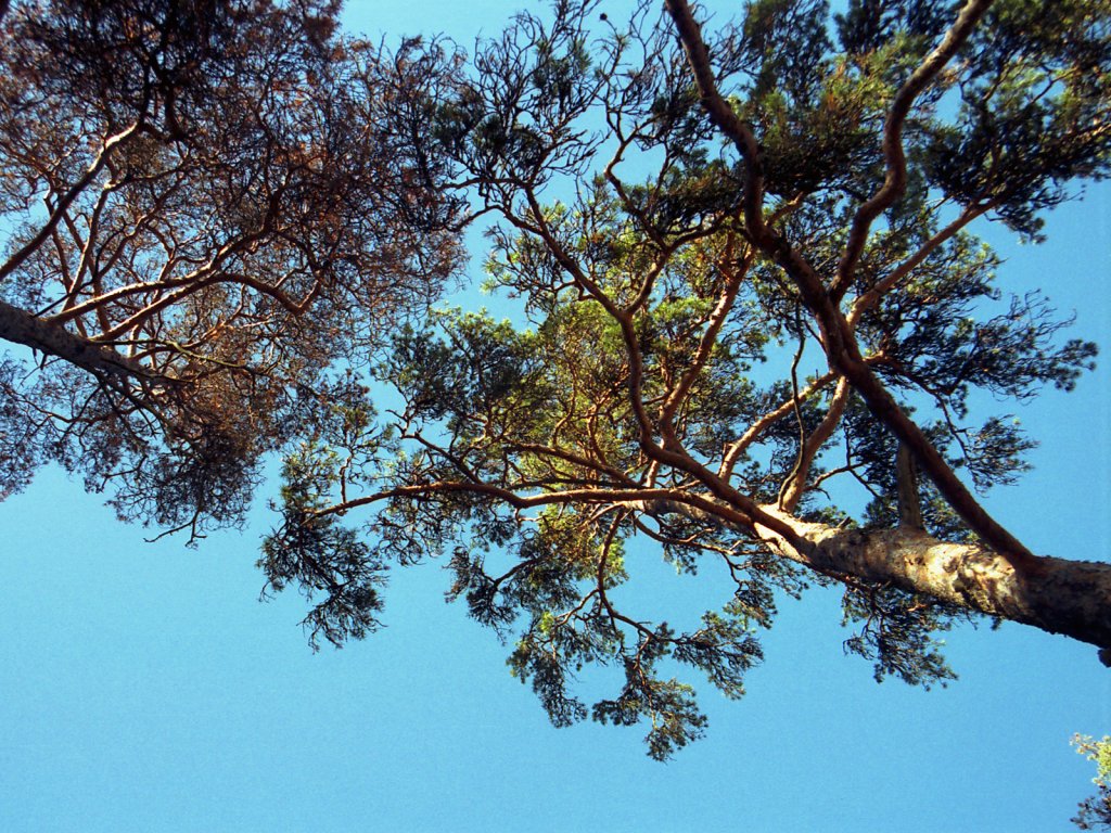 Tall Treetops